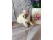 Ragdoll kittens caini pisici 930791 poza 3